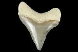 Juvenile Megalodon Tooth - Aurora, North Carolina #176592-1